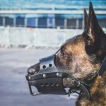 Bawią się w boga. Poślą do boju genetycznie zmodyfikowane superpsy