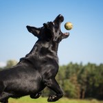 Bawisz się piłką z psem? Lepiej uważaj na ten jeden rodzaj zabawki