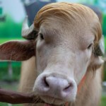 bawół Bawół Donald Trump z Bangladeszu ocalony przed rytualnym ubojem