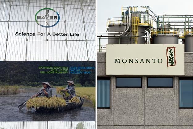 Bayer od dawna chce przejąć Monsanto. Fot. JOHN THYS Roberto PFEIL AFP /AFP