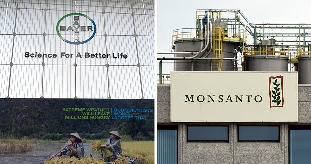 Bayer od dawna chce przejąć Monsanto. Fot. JOHN THYS Roberto PFEIL AFP /AFP