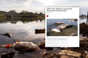 BBC: Śmierć tysięcy ryb w Odrze otacza tajemnica
