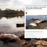 BBC: Śmierć tysięcy ryb w Odrze otacza tajemnica