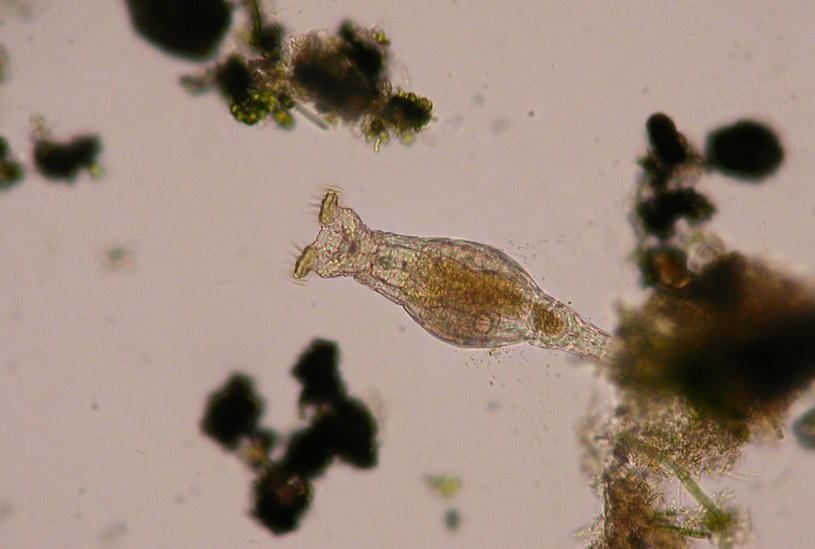Bdelloidea widziana od boku. /Damián H. Zanette /Wikimedia
