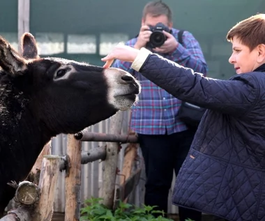 Beata Szydło w małopolskiej wsi. "Cześć, osiołek!"