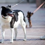 adopcja psa Becikowe na psa. Gmina zapłaci po 1500 zł za adopcję