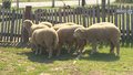 Beczenie owiec ma zbawienny wpływ