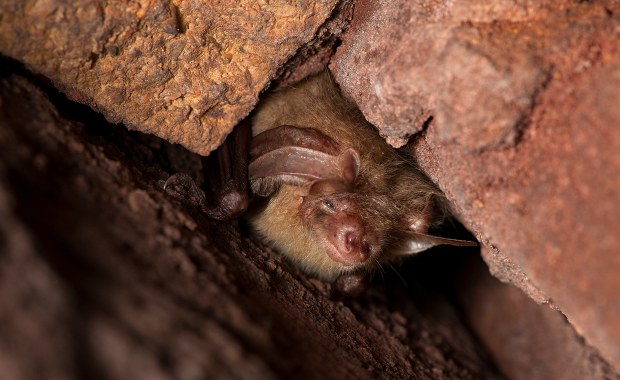 Będą liczyć nietoperze. Po co to zrobią?