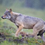 Będą odstrzały? Parlament Europejski zdecydował o losie wilka