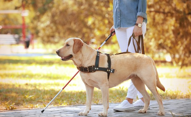 Będą przewodnikami osób niewidomych. Wieloetapowe szkolenie labradorów w Łodzi  