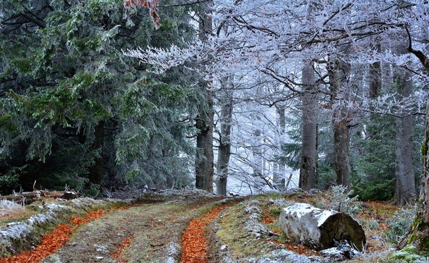 Będzie chłodno i wietrznie. Nowe prognozy IMGW 