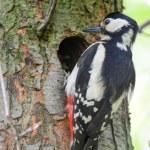 Będzie łatwiej niszczyć siedliska? Z luki mogą skorzystać m.in. deweloperzy