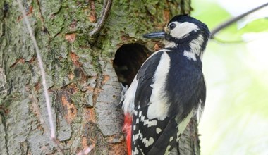 Będzie łatwiej niszczyć siedliska? Z luki mogą skorzystać m.in. deweloperzy