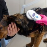 Będzie obowiązek czipowania zwierząt. Koszty pokryją ich opiekunowie