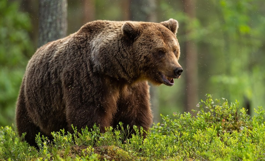 Będzie płoszenie niedźwiedzi w Bieszczadach (zdjęcie ilustracyjne) /Shutterstock