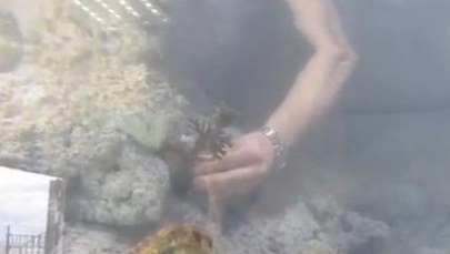 Będzie rafa w Gdyni - pierwsze koralowce "posadzone". FILM