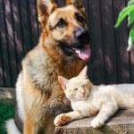 Będzie rejestr i czipowanie psów i kotów. Sejm przegłosował ustawę