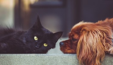 Będzie rejestr psów i kotów. Dostęp z poziomu aplikacji mObywatel