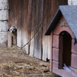 Będzie zakaz trzymania psów na łańcuchach. Sejm zdecydował