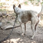 Będzie zakaz trzymania psów na łańcuchach? Złożono już dwa projekty