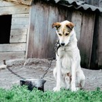 ​Będzie zakaz trzymania psów na łańcuchu? Projekt ustawy gotowy