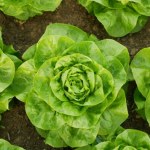 Będziesz mieć warzywa wcześniej, niż sąsiedzi. Wystarczy, że zrobisz to