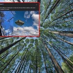 Belgia: Akcja w powietrzu zakończyła się na drzewie. Żołnierze utknęli 