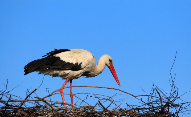 Belgia: Bocian spowodował wstrzymanie ruchu pociągów na północy kraju