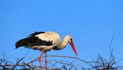 Belgia: Bocian spowodował wstrzymanie ruchu pociągów na północy kraju