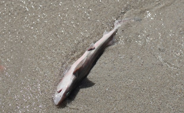 Belgia: Dziesiątki martwych rekinów wyrzuconych na plażę