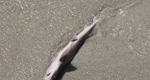 Belgia: Dziesiątki martwych rekinów wyrzuconych na plażę