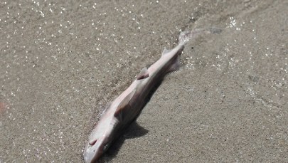 Belgia: Dziesiątki martwych rekinów wyrzuconych na plażę