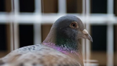 Belgia: Gołąb Armando sprzedany za rekordową sumę