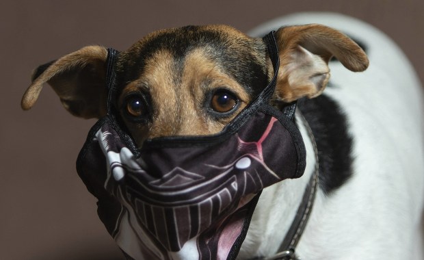 Belgia. "Korona psy" pomogą w wykrywaniu Covid-19 