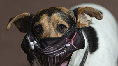 Belgia. "Korona psy" pomogą w wykrywaniu Covid-19 