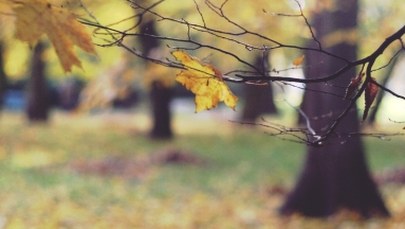 Belgia: Król Filip straci ogromny park w stolicy?