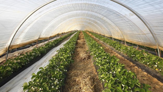Belgijska plantacja truskawek /W. Pattyn /PAP/EPA