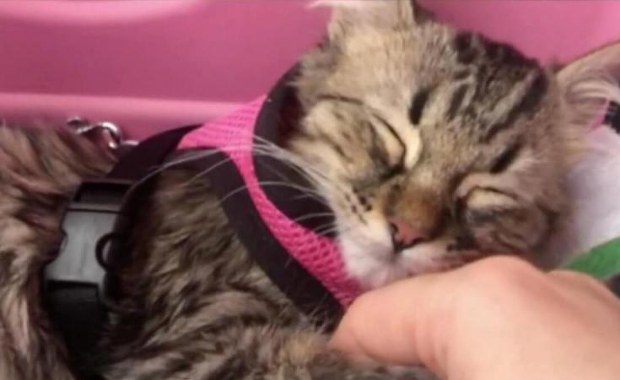 Belgijska studentka przemyciła z Peru kota. Sąd zdecydował, że nie zostanie uśpiony