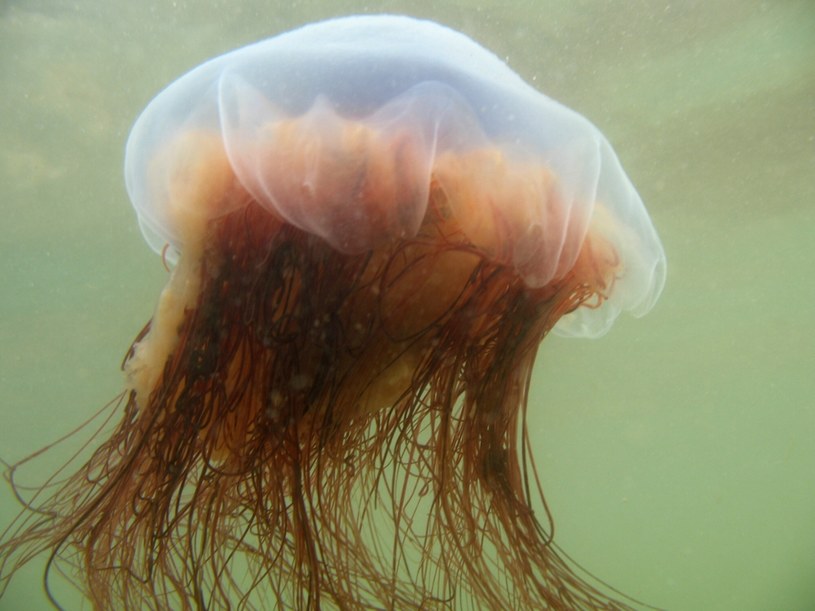 Bełtwa festonowa to największa meduza świata /Edward Kinsman /East News