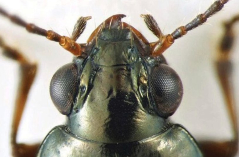 Bembidion brownorum - nieopisany dotychczas gatunek chrząszcza /Yahoo News /Twitter