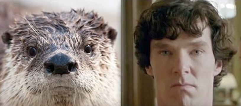 Benedict Cumberbatch jest tak doskonałym aktorem, że może zagrać co tylko zechce, nawet wydrę /YouTube
