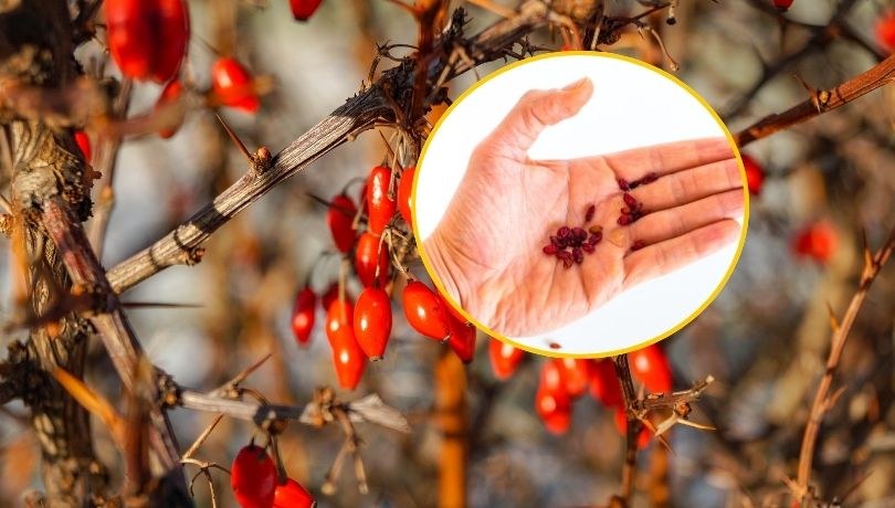 Berberyna – czy naprawdę jest "naturalnym Ozempikiem"? Odkrywamy fakty i mity /Shutterstock