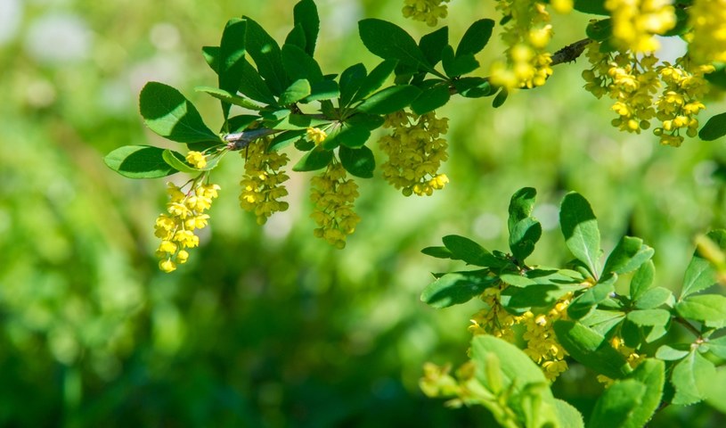 Berberys w ogrodzie. /123RF/PICSEL