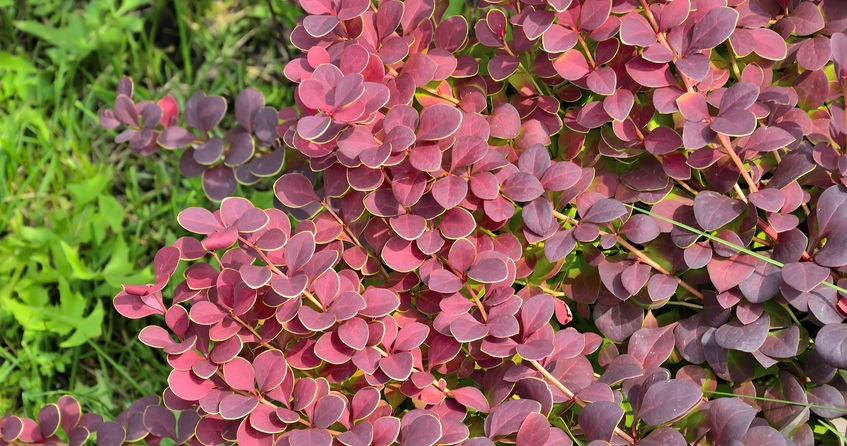 Berberysy lubią nasłonecznione stanowiska