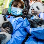 Berlińskie zoo zaprezentowało pandy-bliźniaki. Podano ich imiona