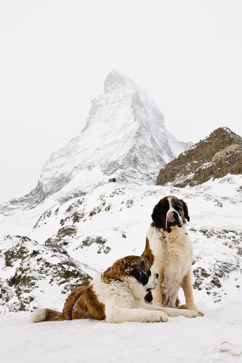 Bernardyny na tle Matterhornu /123RF/PICSEL