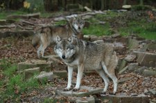Beskidy: Wilki zagryzły owce