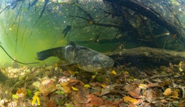 "Bestia" z parku Agrykola. Pożera ptaki w ułamku sekundy