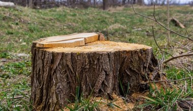 Bez chemii i rozkopywania ogrodu. Tak pozbędziesz się pnia bez wysiłku 