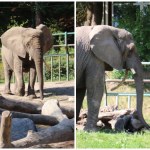 Bez narkozy, z użyciem piły. Słonica dzielnie zniosła przycięcie zęba